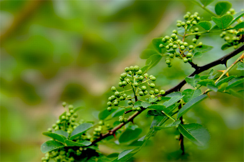 2012年公司优良花椒基地--大丰收