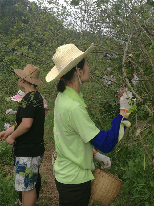 又是一个收获的季节——重庆市树上鲜食品集团浓香花椒基地今年喜获丰收！